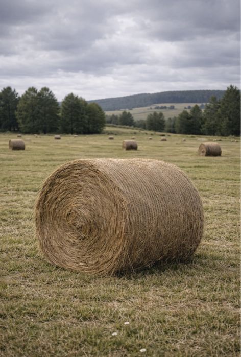 Siano w belach 120x120