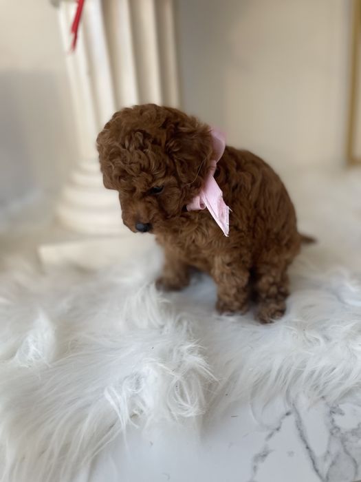 VIP Той-Пуделі  — Маленькі щастячка готові до переїзду