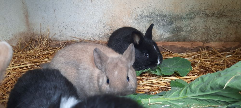 Coelho Anao Holandês