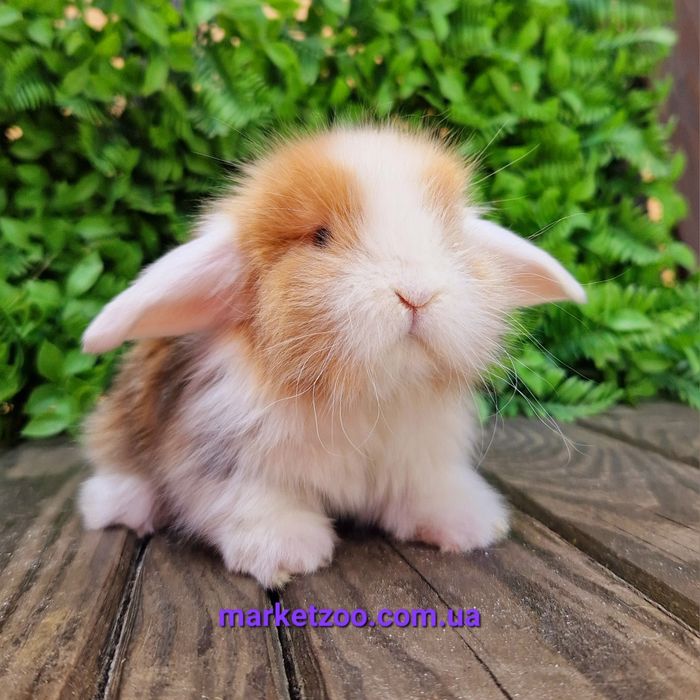 Шикарньій карликовьій кролик мальчик с сатиновьім типом шерсти