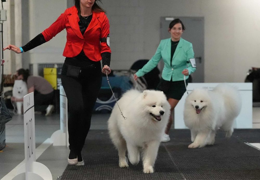 Samoyed FCI- ZKwP planowanie miotu