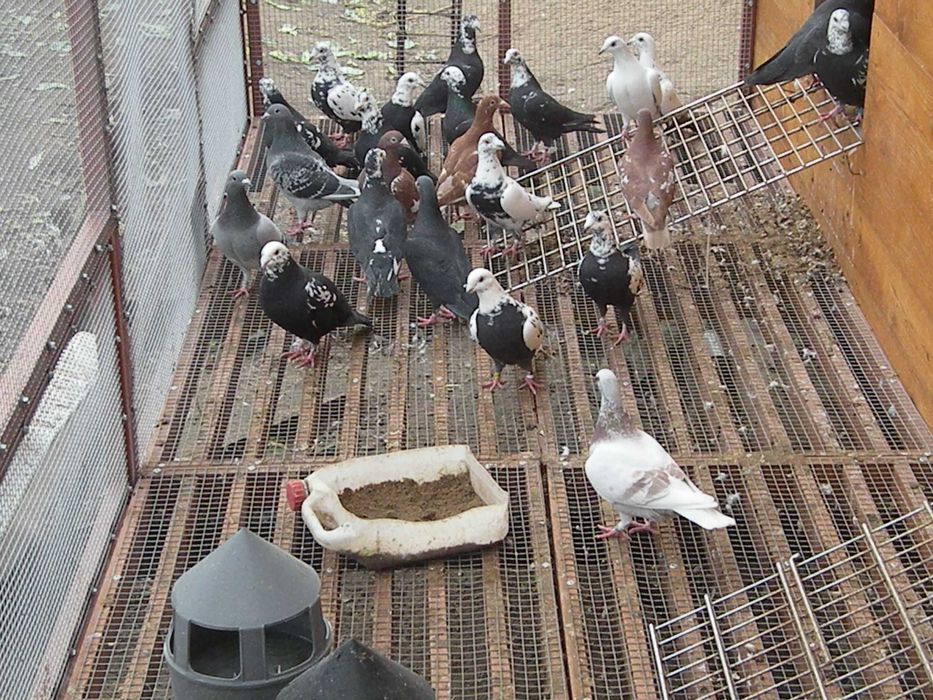 gołębie mulemansy, tygrysy