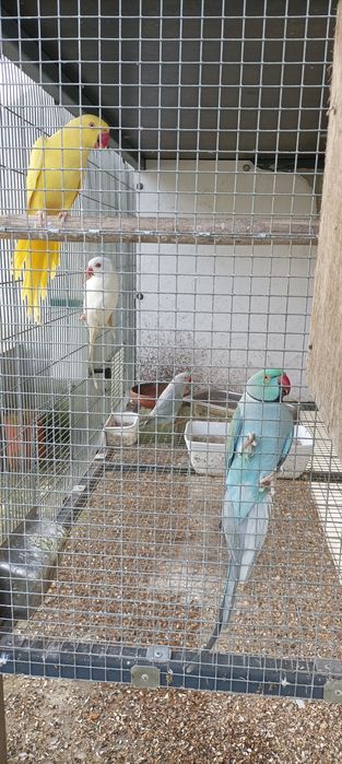 Ring Neck disponíveis