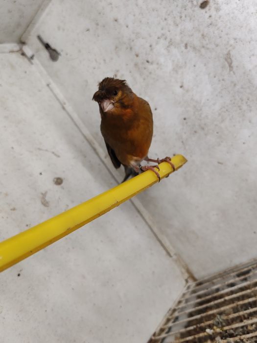 Canário bom cantador