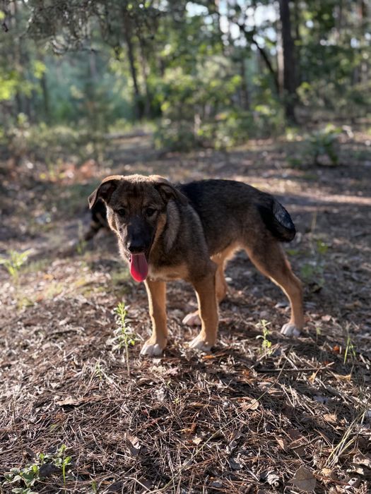 Дівчинка Соня самка собака цуценя щенок в добрі руки сука