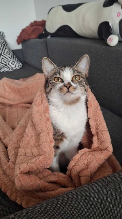 Kotka Malinka 8 miesięcy