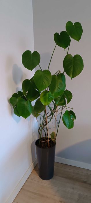 Kwiat monstera, doniczką