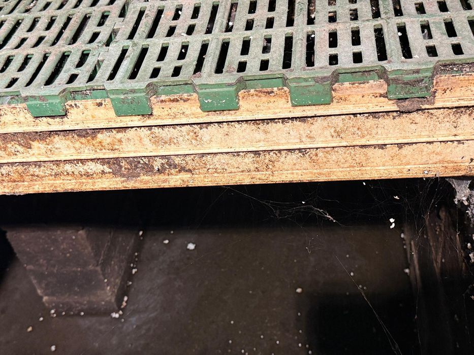 Ruszta plastikowe dla macior