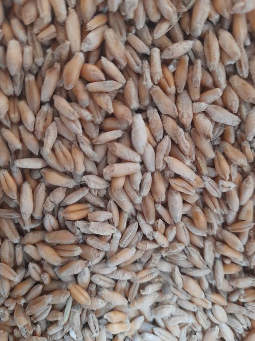 Pszenżyto do sprzedania