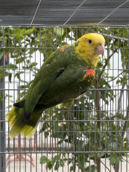 Amazona Oratrix Magna Femea