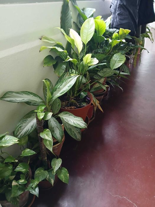 Vendo Plantas variadas