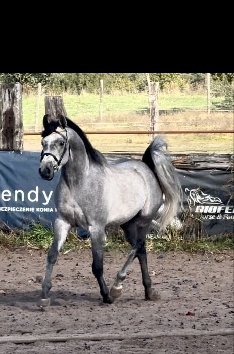 Ogier arabski - ujeżdżony po El Jahez