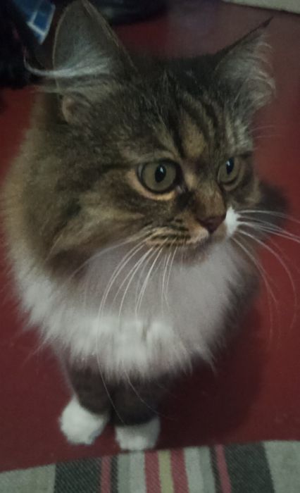 Передержка, Перетримка тварин