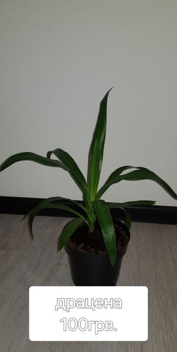 Хлорофітум вазони