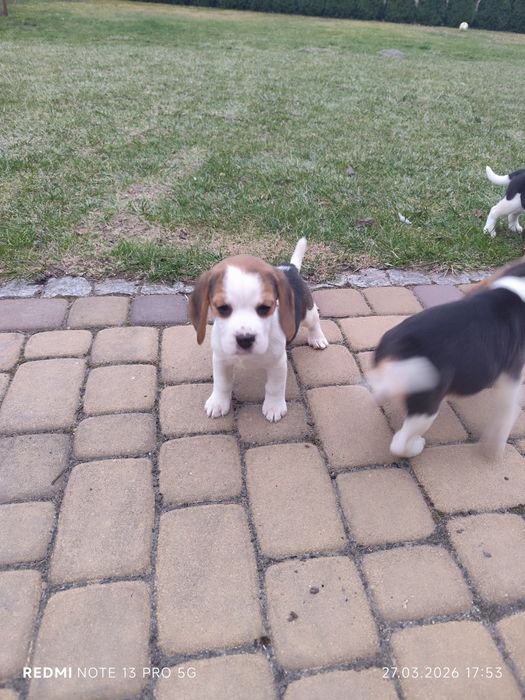 Suczka gotowa do odbioru Beagle tricolor