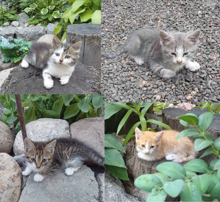 Кошенята безкоштовно