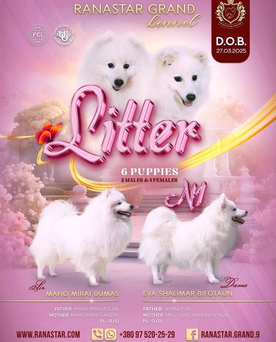 Шпиц японский КСУ. Японський шпіц