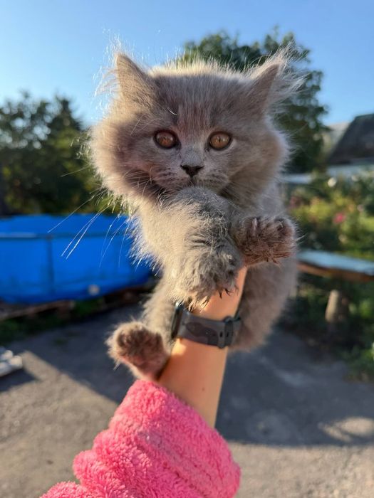 Продам котят. Чистокровні