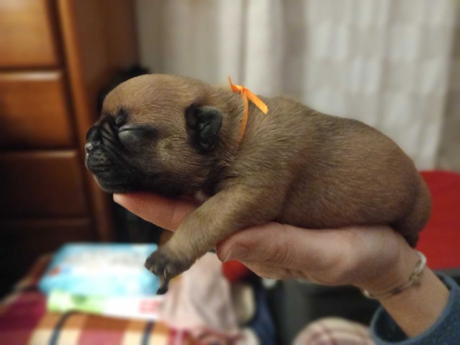 Bulldog Francês afixo Mayday Hill