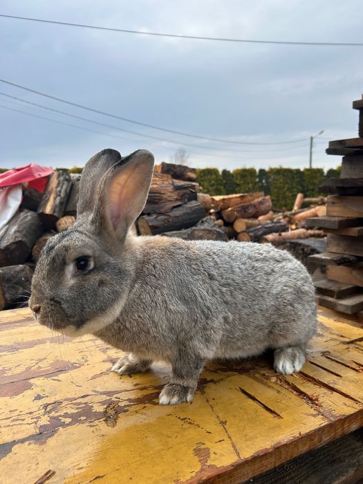 Króliki Samiec sprzedam
