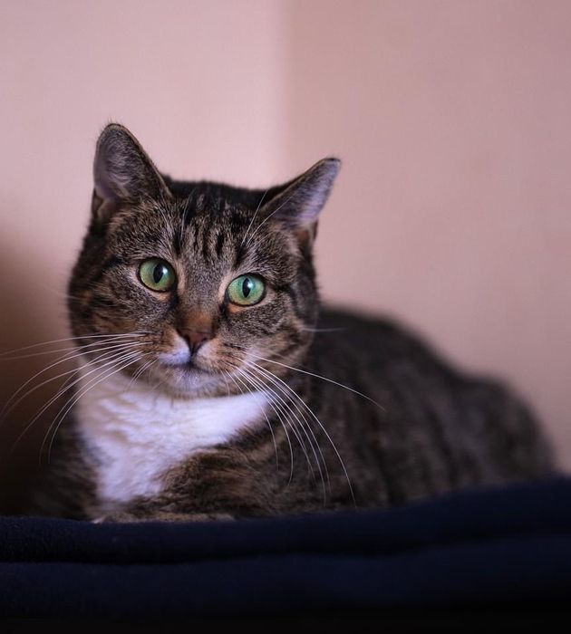 Papaja - spokojna, dorosła kotka szuka domu