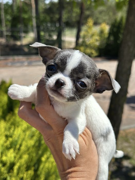 CHIHUAHUA dziewczynka bialo niebieska MINI :)