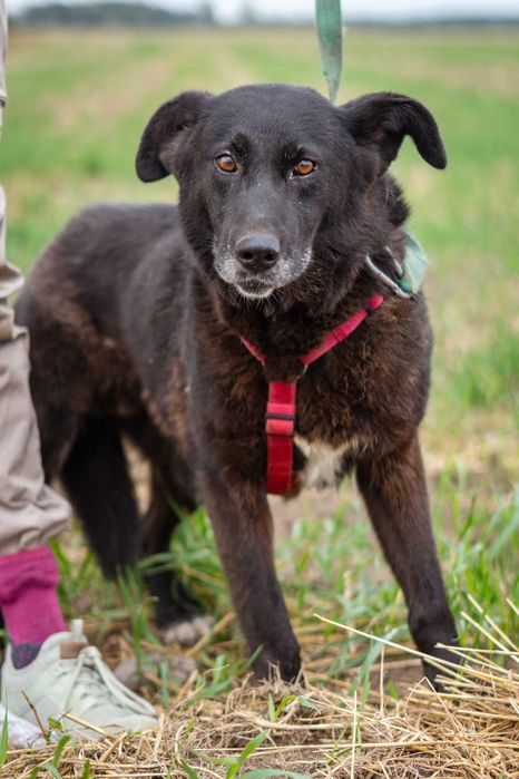 Przyjazna i łagodna Lusia szuka domku