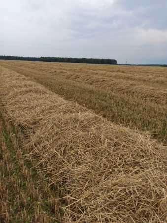 Sprzedam słomę i siano 2025
