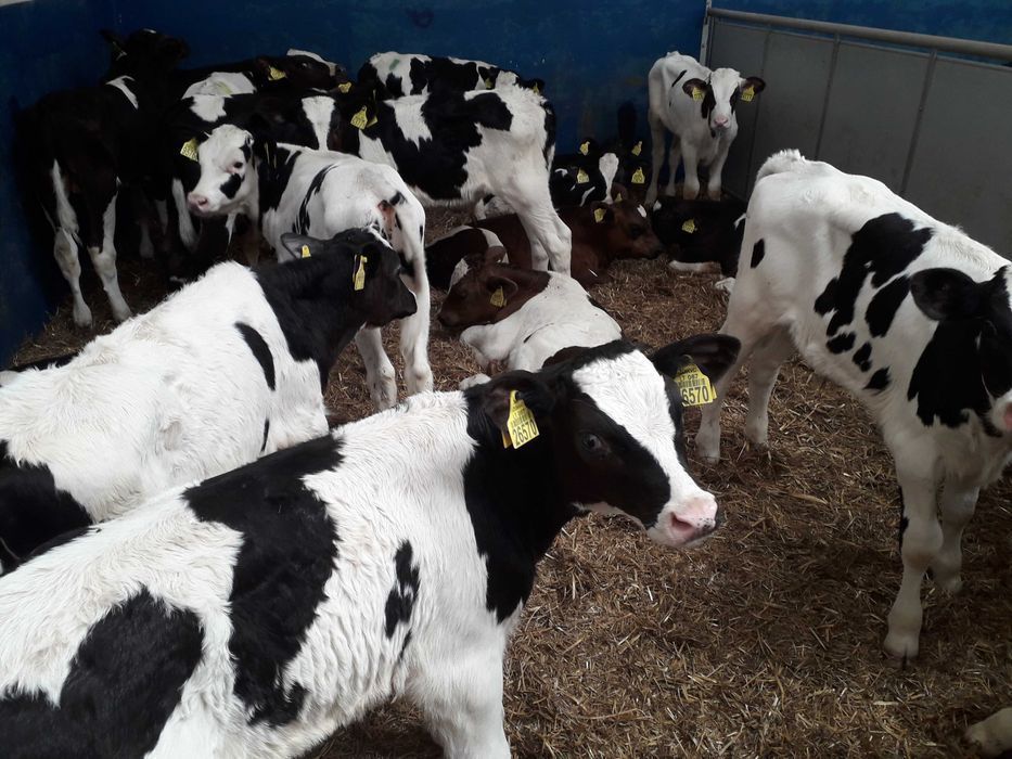 Cielaki Byczki, Jałówki Mięsne, mix ras Cielęta dowóz, raty