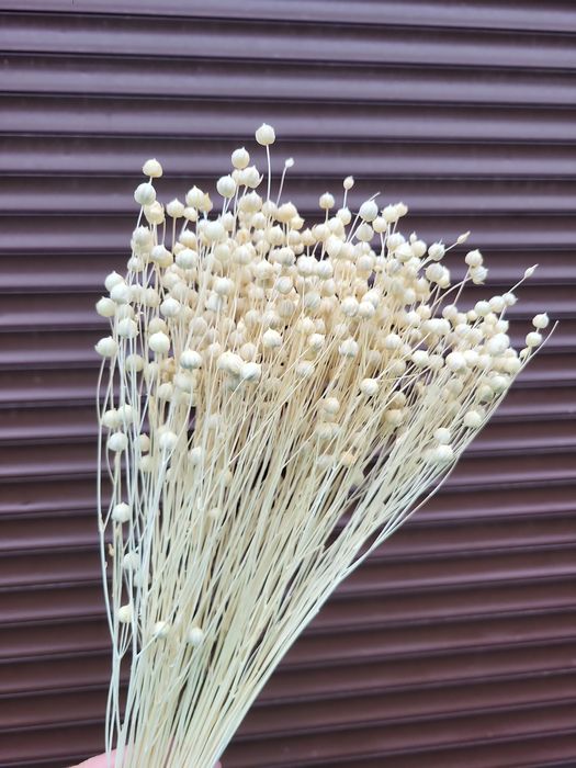 Сухоцвіти лагурус стабілізована гортензія гіпсофіла опт рускус гліксія