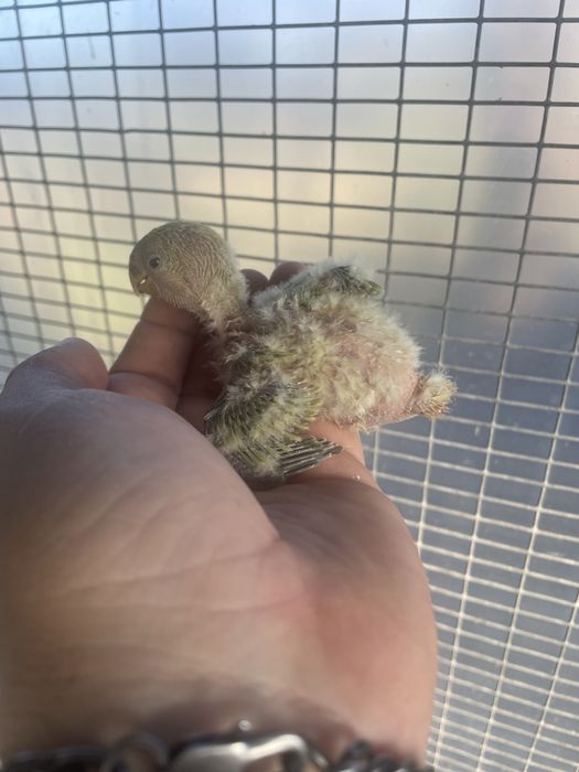 Agapornis Roseicollis