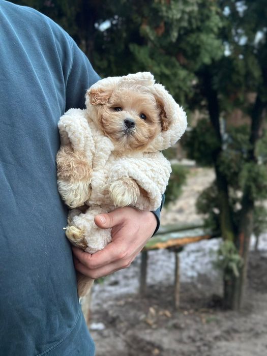 Міні мальтіпу, наче іграшкові. Мальтипу '