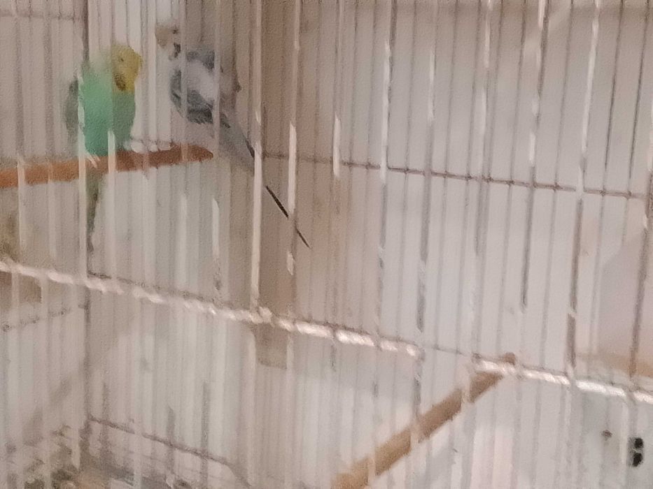 Piriquitos hagoronomos e asa negra