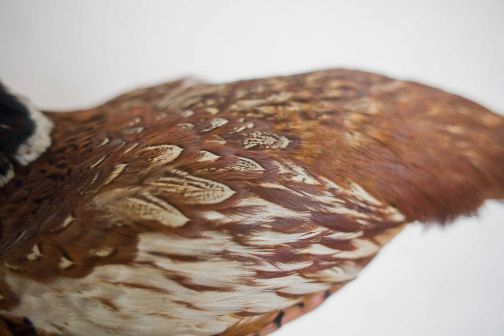 Wypchany bażant w takim sobie stanie