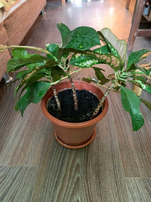 Кротон Вилма взрослый, домашний