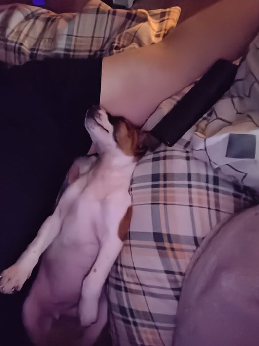 Jack Russell terrier