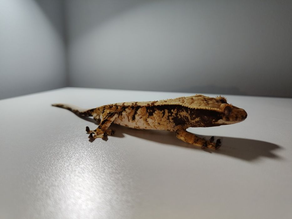 gekon orzęsiony samiec