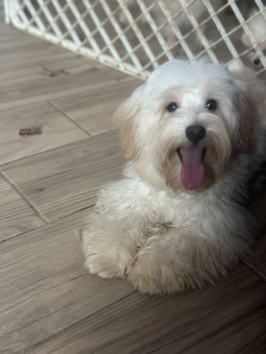 Дівчинка і хлопчик мальтіпу