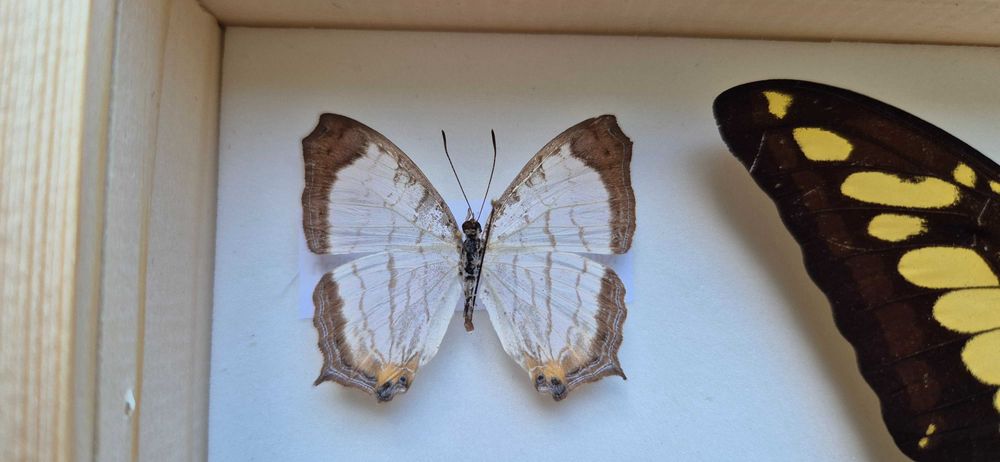 Gablotka motyle Morpho godarti didius Papilio Cyrestis i inne na ścianę