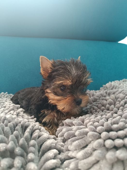 Yorkshire terrier suczka