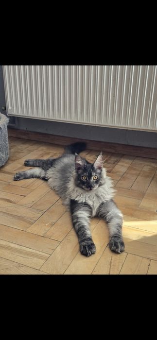 Kocurek Maine Coon