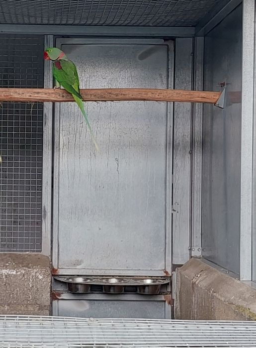 Alexandrino/ino 2023