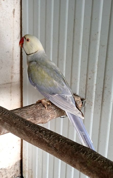 Ring neck violeta turquesa palido