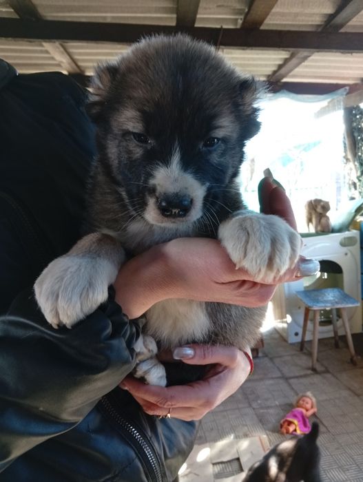 Продам щенков породы алабай САО