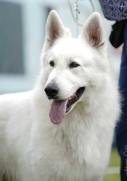 Biały owczarek szwajcarski FCI  miot wiosna 2026