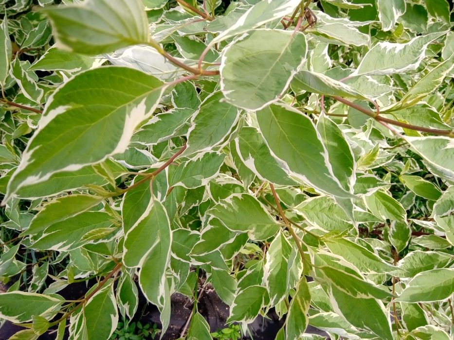 Дерен белый живая изгородь