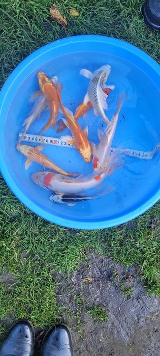 Karp Koi Butterfly 22-25