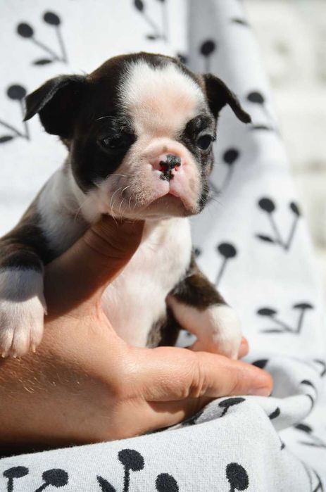 Бостон тер'єр, Бостон терьер цуценята