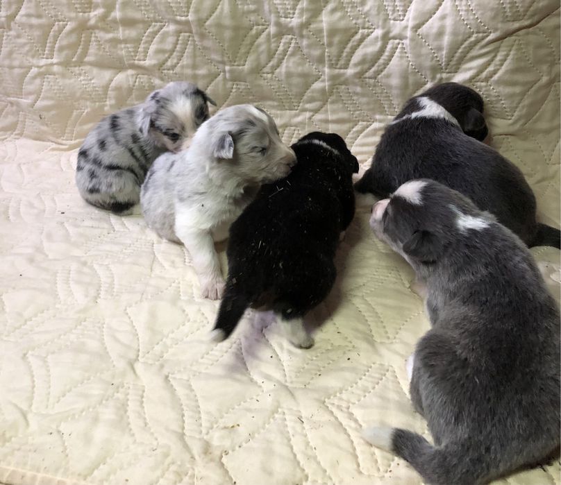 Щенки бордер колли