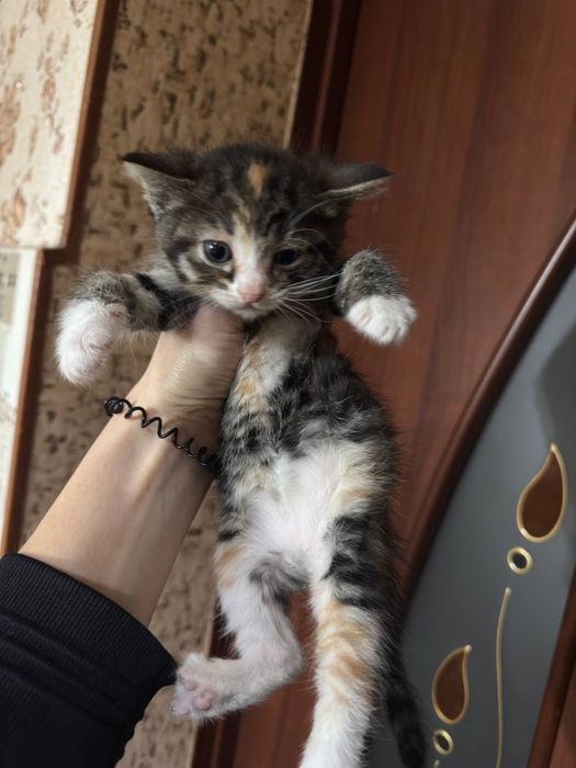 Отдам котят в хорошие руки